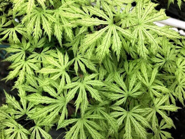 Acer palmatum 'Sister Ghost' - mapleridgenursery